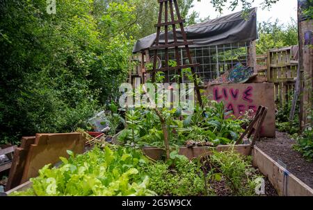 Wendover, Buckinghamshire, Großbritannien. Juni 2021. Der Gemüsegarten des Lagers. Der Wendover Aktiver Widerstand gegen das W.A.R-Protestlager HS2 im Wald bei Wendover auf der A413, wo Stop HS2-Demonstranten leben. HS2 haben gegenüber dem Lager auf der Road Barn Farm eine riesige Baumfläche gefällt. HS2 wird auf dem Gelände eine Bentonitfabrik errichten und Waldflächen im Gebiet Wendover für die umstrittene Hochgeschwindigkeitsbahn HS2 von London nach Birmingham zerstören. Quelle: Maureen McLean/Alamy Stockfoto