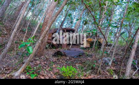 Ruinierte, rostige Autos mitten im Wald. Stockfoto