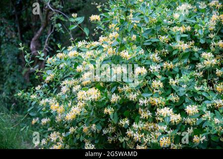 Wildkletterei Honeysuckle (Lonicera Periclymenum) in der englischen Landschaft Ende Juni. Stockfoto