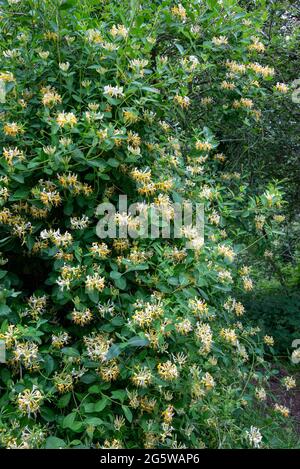 Wildkletterei Honeysuckle (Lonicera Periclymenum) in der englischen Landschaft Ende Juni. Stockfoto