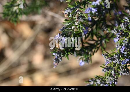 Die Oberseite einer Honigbiene, die Pollen aus einer violetten Rosmarinblüte sammelt Stockfoto