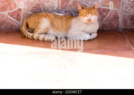 Braune und weiße Katze, die mit geschlossenen Augen in einer Stadt im Rat von aller in Asturien liegt.die Fotografie ist eine horizontale Aufnahme. Stockfoto