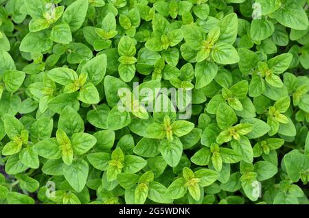 Frische Blätter von origanum vulgare oder wildem Majoran als grüner Hintergrund. Würzig-aromatisches Kraut wächst in einem Garten im Garten. Stockfoto