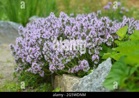 Blühender Thymus serpyllum, bekannt unter den Namen schleichender Thymian, Breckland-wilder Thymian oder Elfin-Thymian. Würzig-aromatisches Kraut wächst in einem Garten im Garten. Stockfoto