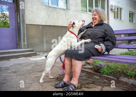 Lächelnde ältere Frau, die auf einer Bank sitzt und mit Hund versucht, ihr Gesicht zu lecken Stockfoto