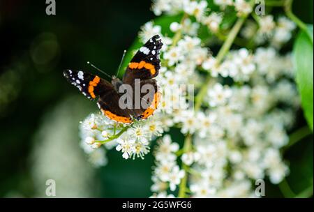 Roter Admiral Schmetterling auf Lorbeerblüten, Rotadmiral, Schmetterling, Vanessa atalanta, Schmetterling auf weißer Blume, Blüte Stockfoto