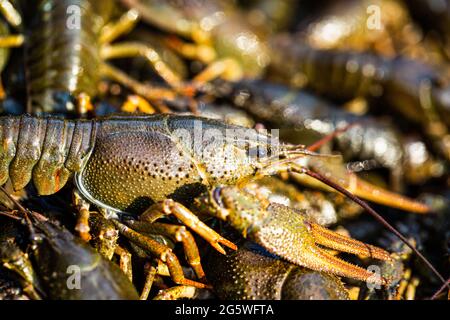 Crayfishs leben, Flussfutter. Lebende Krebse im Wasser. Krebse gefangen. Krebserkrankungen auf dem Hintergrund von Krebsen. Großer Hummer. Ein großer Flusskrebse Stockfoto