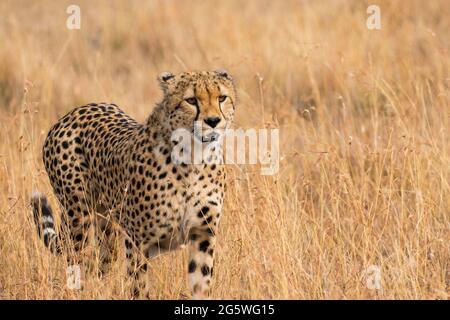 Nahaufnahme von Cheetah stalking Opfer im langen Gras in der grösseren mara Naturschutzgebieten, Kenia Stockfoto