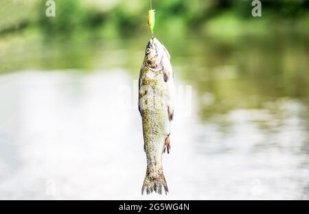 Angeln. Nahaufnahme eines Fischhakens. Fischer und Forellen. Spinnen von Forellen in Seen. Bachforelle. Ein Nahaufnahme Regenbogen Forellen. Stilles Wasser Stockfoto