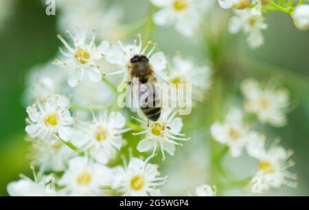 Honigbiene auf Lorbeerblüte, Sommer, Biene, Bestäuber, Sammeln von Nektar und Pollen Stockfoto