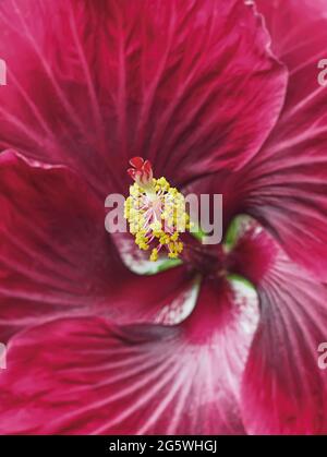 Blühende Hibiskusblüte im Innenbereich auf der Fensterbank am Fenster. Große rote Blume. Zimmerpflanzen. Blühende Pflanze. Stockfoto