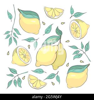 Set aus isolierten skizzierten Zitronen und Blättern für Poster, Logos, Produktverpackungsdesign Stock Vektor