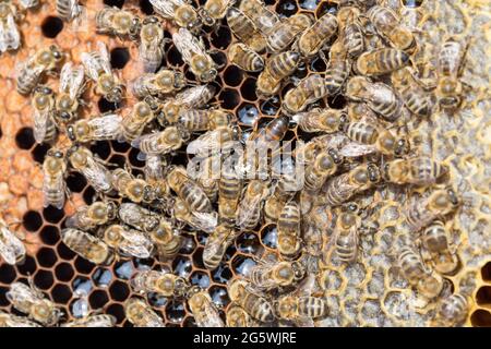 Honigwaben, Bienen, Honig in versiegelt und nicht versiegelt seine Zelle und Pollen - Nahaufnahme Stockfoto