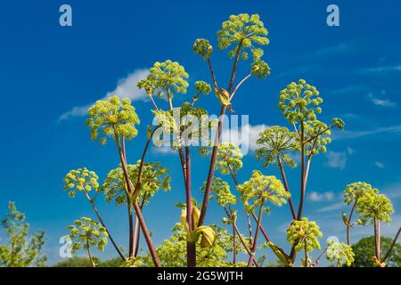 Angelica kvan Pflanze in voller Blüte Stockfoto