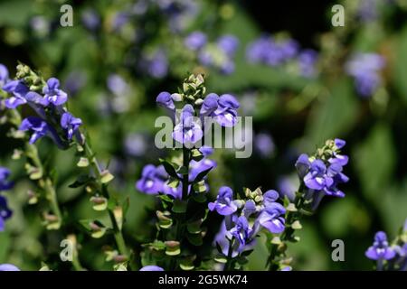 Flauschige Mütze an einem sonnigen Tag. Auch als heidnerische Schädelkappe bekannt, wächst sie in trockenem Boden am Waldrand oder entlang von Straßenrändern. Stockfoto