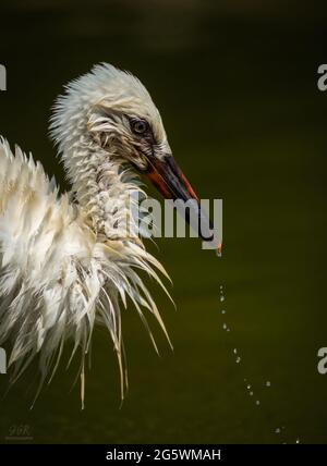 Der junge Weißstorch (Ciconia ciconia) lässt sich im Sommer mit nassen Federn und Wassertropfen aus dem Schnabel fotografieren. Frankreich Stockfoto