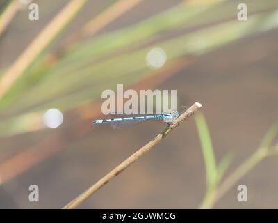 Gemeine blaue Damselfliege, Enallagma cyathigerum, auf Stiel vor verschwommenem natürlichen Teichhintergrund. Stockfoto