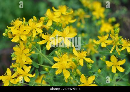Blühendes Hypericum perforatum, bekannt als Johanniskraut - aromatisches, mehrjähriges Kraut, das in der Volksmedizin verwendet wird. Stockfoto