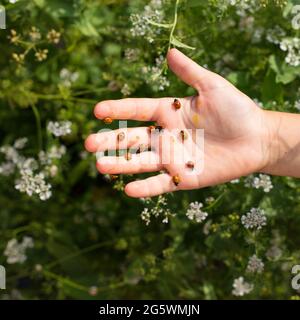 Babyhand mit vielen Marienkäfer darauf, Nahaufnahme und blühenden Pflanzen auf dem Hintergrund. Stockfoto