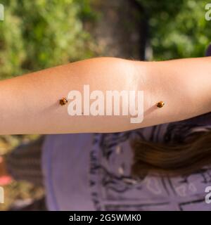 Kleine Mädchenhand mit Marienkäfer darauf, Nahaufnahme und grünem Gras auf dem Hintergrund. Stockfoto