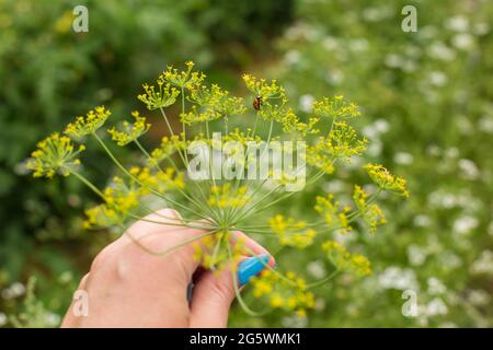 Blühende Dillpflanze in der Hand des Mädchens mit Marienkäfer darauf. Stockfoto