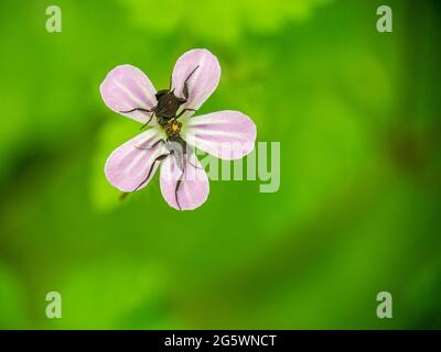 Empis tessellata fliegen. VEREINIGTES KÖNIGREICH. Geranium robertianum. Stockfoto