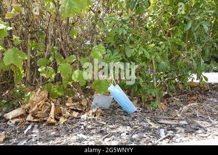 Gebrauchte PSA, die in einer Hecke liegt, wird weggeworfen Stockfoto