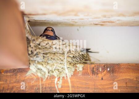 Nahaufnahme eines Schwalbenvogels, der im Nest auf dem Dach einer Hütte sitzt Stockfoto