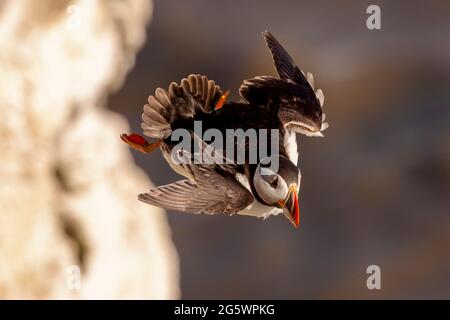 Puffin im Flug - RSPB Bempton Cliffs - Kampf und Tanz auf den starken Nordwinden zwingt den Vogel gegen die Klippen Stockfoto