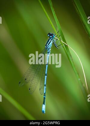 Gemeine blaue Damselfliege, Enallagma cyathigerum, auf Stiel vor verschwommenem natürlichen Teichhintergrund. Stockfoto