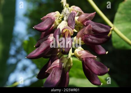 Samtbohnenblume. Indonesisch nennen Samtbohne mit Benguk Stockfoto