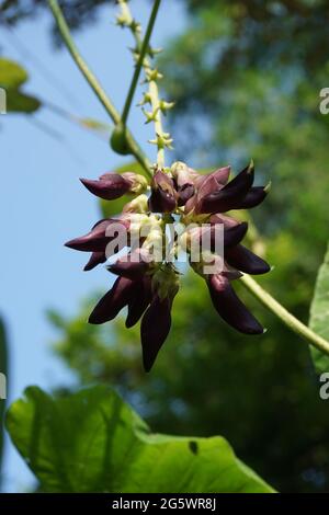 Samtbohnenblume. Indonesisch nennen Samtbohne mit Benguk Stockfoto