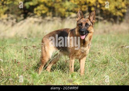 Erstaunliche Schäferhund wartet im Gras Stockfoto