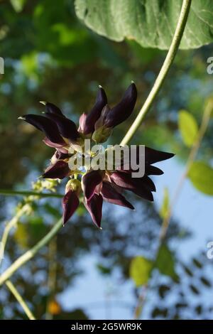Samtbohnenblume. Indonesisch nennen Samtbohne mit Benguk Stockfoto