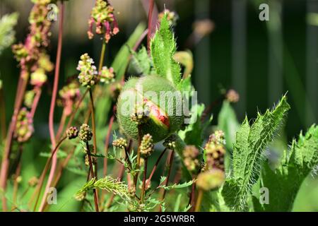 Grüne Mohnknospe beginnt sich in einem Blumenbeet zu öffnen Stockfoto