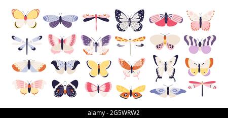 Niedliche Schmetterlinge. Dekorative Frühlingsschmetterling bunte Flügel. Monarch, Motte und Libelle. Tropisches schönes florales Insekt flaches Vektor-Set Stock Vektor