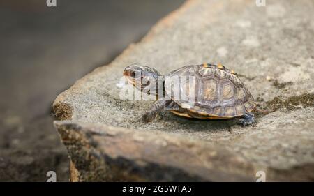 Kleine Baby Waldkastenschildkröte (Terrapene carolina) kriecht auf einem Felsen Stockfoto