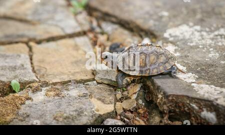 Kleine Baby Waldkastenschildkröte (Terrapene carolina) kriecht auf einem Felsen Stockfoto