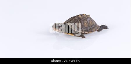Baby Waldkastenschildkröte (Terrapene carolina) isoliert auf weißem Hintergrund mit Reflexion Stockfoto
