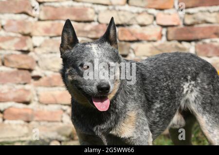 Portrait von Australian Cattle Dog vor der Wand Stockfoto