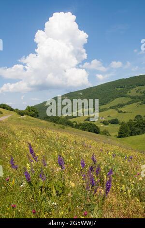 Blick auf violette Wildblumen und Cumulonimbus in Valsorda, Umbrien Stockfoto