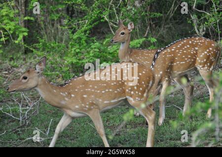 Eine Gruppe von Hirsen im Yala National Park, Sri Lanka. Stockfoto