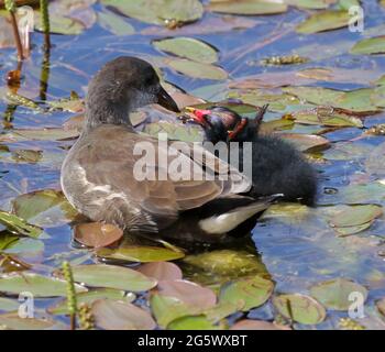 Ein juveniler Moorhen (Gallinula Chloropus), der einen jüngeren Bruder füttert Stockfoto