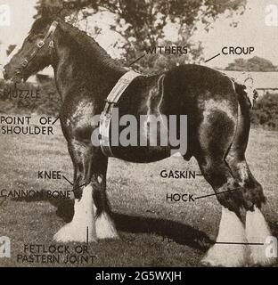 Ein frühes gedrucktes Foto eines englischen Shire Horses mit Begriffen, die für verschiedene Körperpunkte verwendet werden (Schulterpunkt, Schnauze, Widerrist, Kruppe, Knie, Kanonenbein, gaskin, Hock und Fesselauge). In der Regel schwarz, braun oder grau in der Farbe, sind sie eine hohe starke Rasse, und halten Weltrekorde für das größte Pferd und höchste Pferd. Aufgrund ihrer Stärke wurden sie traditionell für die Arbeit auf dem Bauernhof und zum Ziehen von Karren, Lastkähnen usw. verwendet Stockfoto