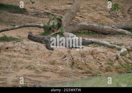 Ein Krokodil im Yala National Park, Sri Lanka. Stockfoto