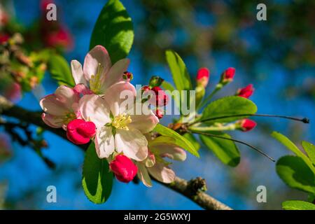 Wilde Kirschblüten in den Farben Rot und Rosa Stockfoto
