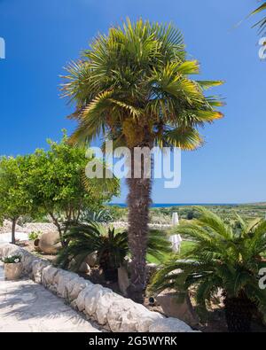 Noto, Syrakus, Sizilien, Italien. In den Gärten von La Corte del Sole, einer ehemaligen masseria aus dem 19. Jahrhundert, die heute ein Boutique-Hotel ist, thront eine riesige Palme. Stockfoto