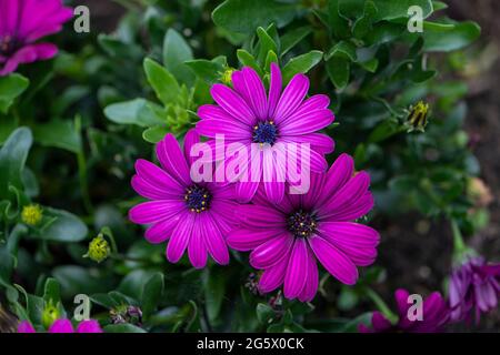 Osteospermum 'Tresco Purple' / Cape Daisy Stockfoto
