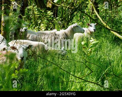 Schafe weiden langes Gras in Waldland, Cornwall, Großbritannien Stockfoto