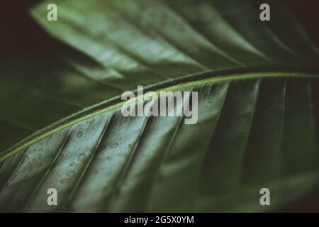 Dunkles, stimmungsvolles grünes Blatt einer Palme. Strelitzia. Paradiesvogel. Zimmerpflanze. Stockfoto